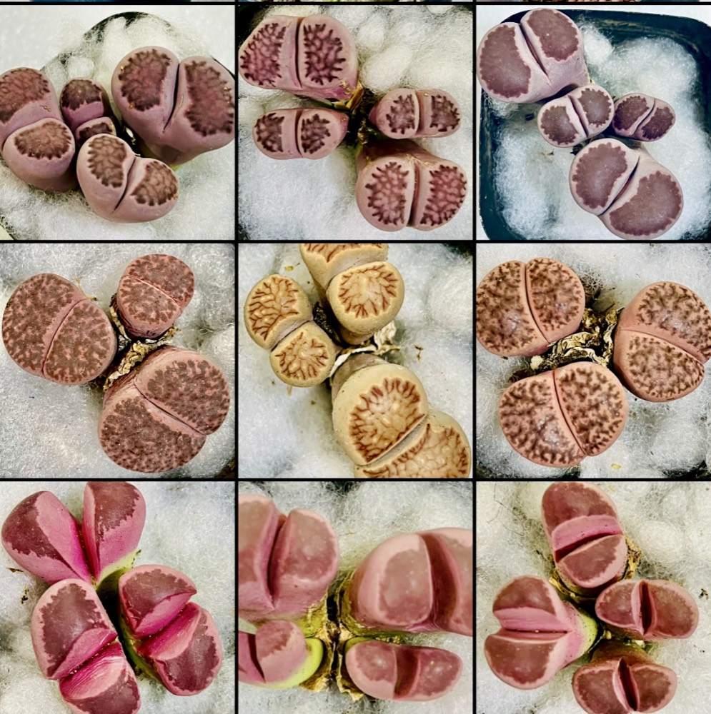 Lithop Mixed Pot - living stones succulent Malaysia