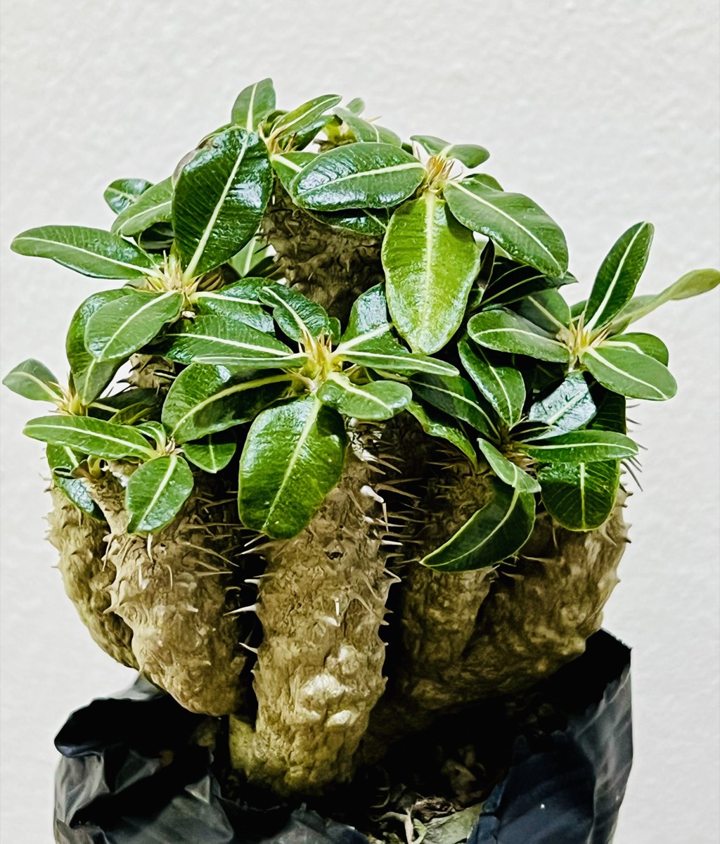 Pachypodium Collection - rare desert succulent Malaysia