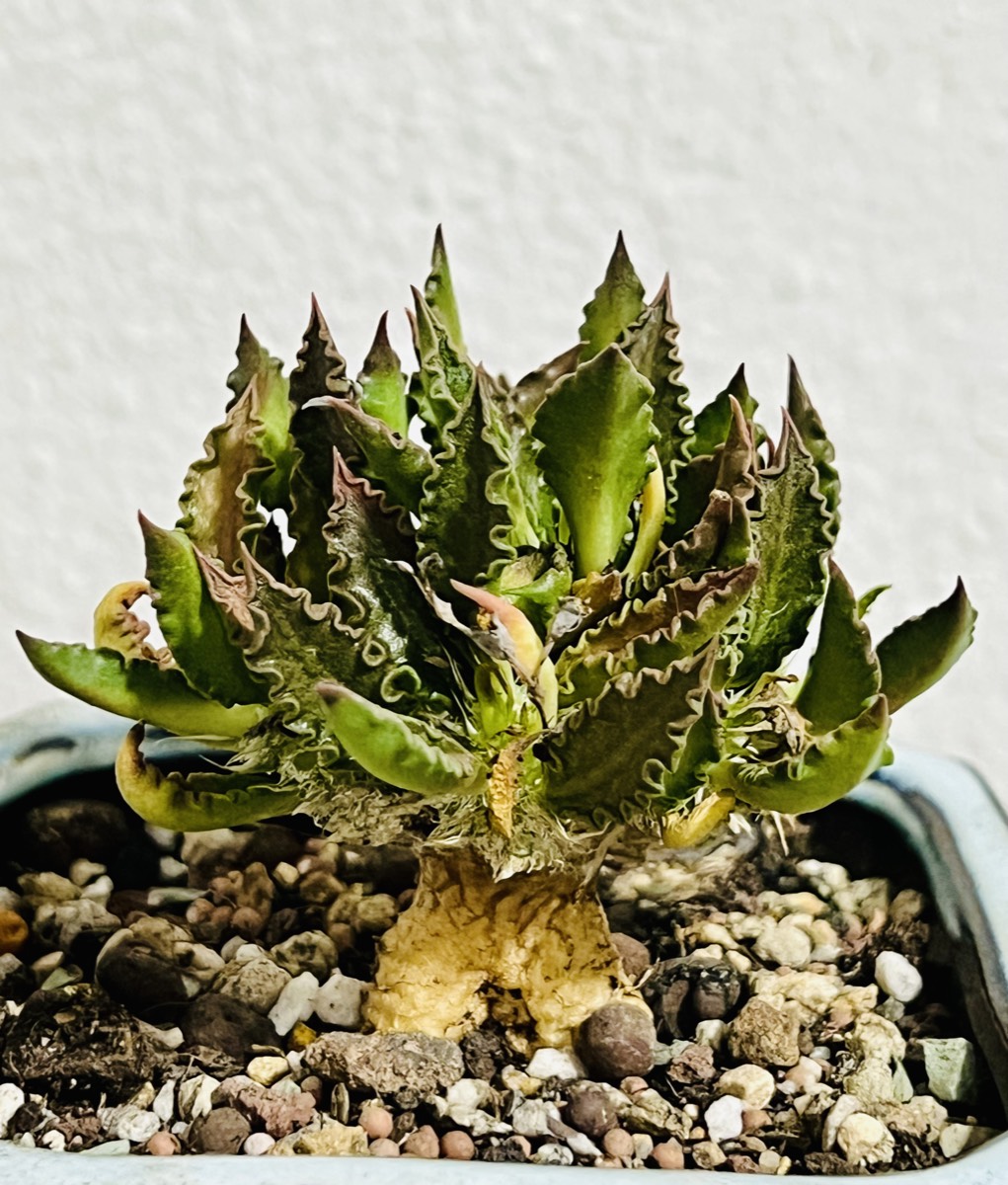 Euphorbia Collection - flowering succulent for tropical climate Malaysia